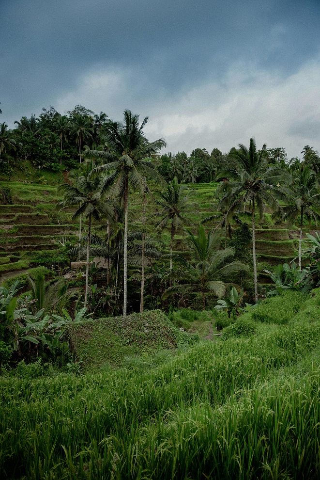 Around the villa ubud Anahata you will find many activities